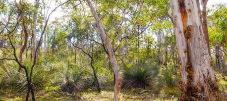 Belair National Park