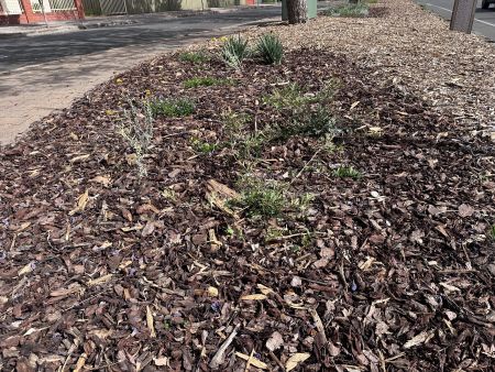 Staff-designed Verge Garden on Winston Avenue