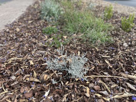 Native Dryland Verge Garden on Winston Avenue