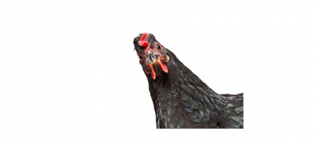 Single black chicken looking at camera