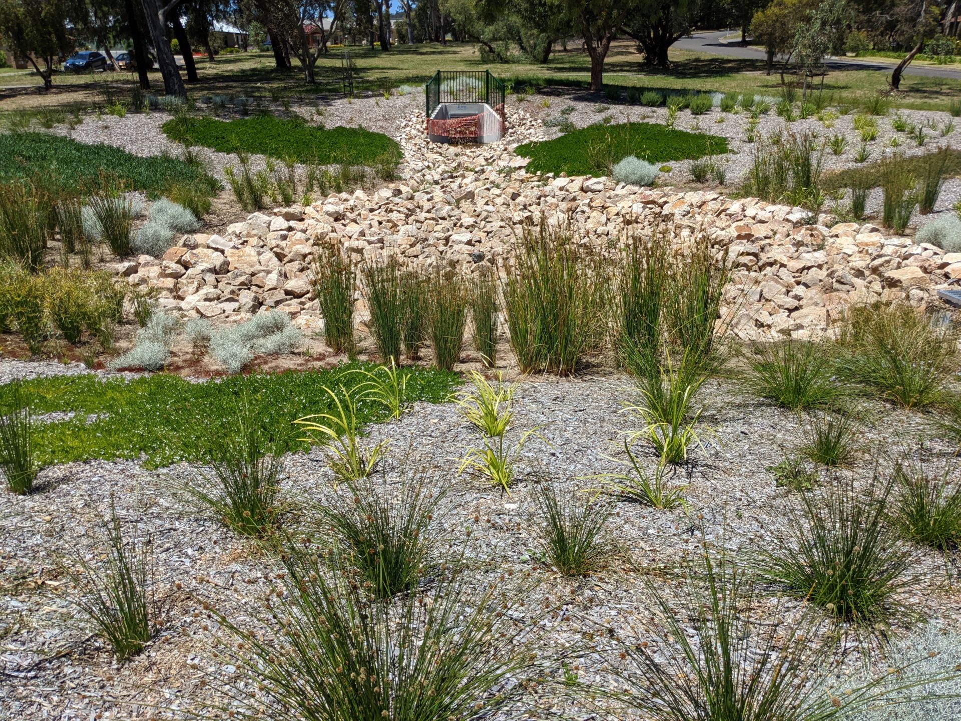 The plants in the Grant Jacobs Reserve basin Pasadena Biodiversity Corridor