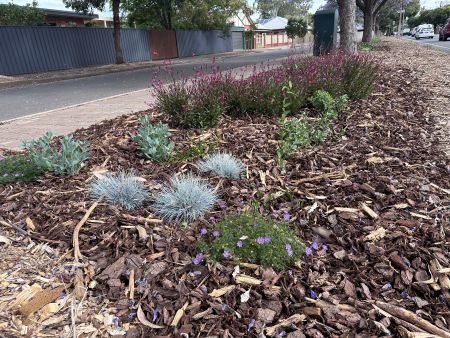 Butterfly Garden at Winston Avenue