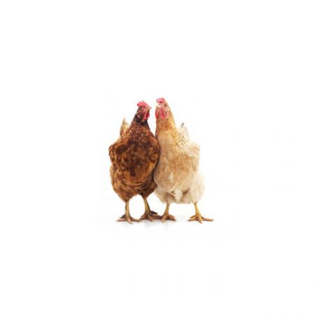 A picture of two chickens standing together