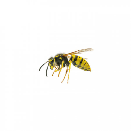 A picture of a European Wasp