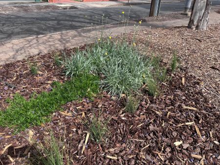 Native formal verge garden on Winston Avenue