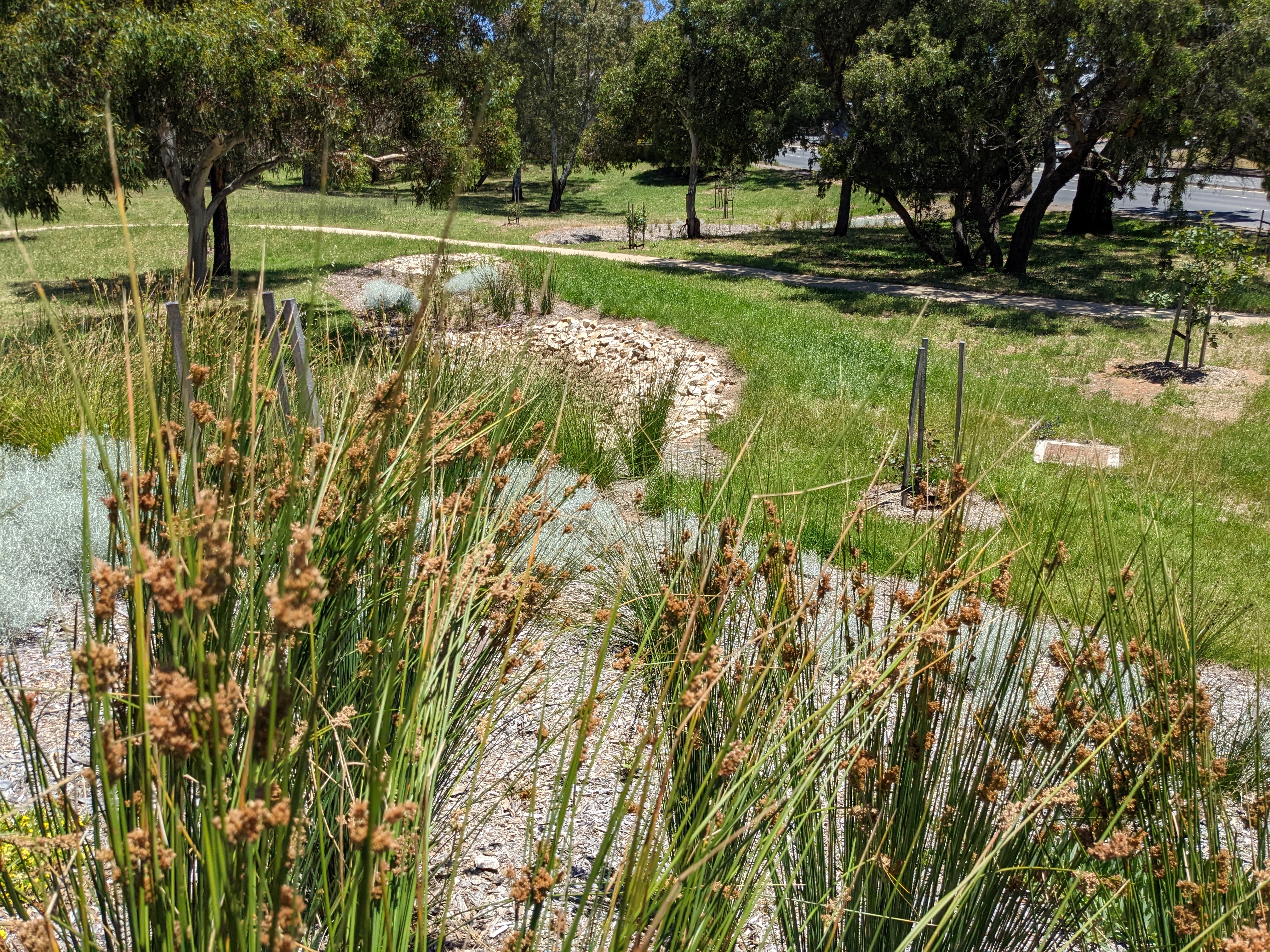 Plants in the swale at Pasadena Biodiversity Corridor