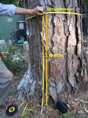 How to measure the circumference of your tree