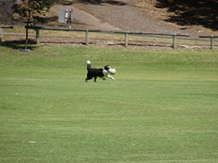 Hawthorndene Oval Dog running with Ball 2018