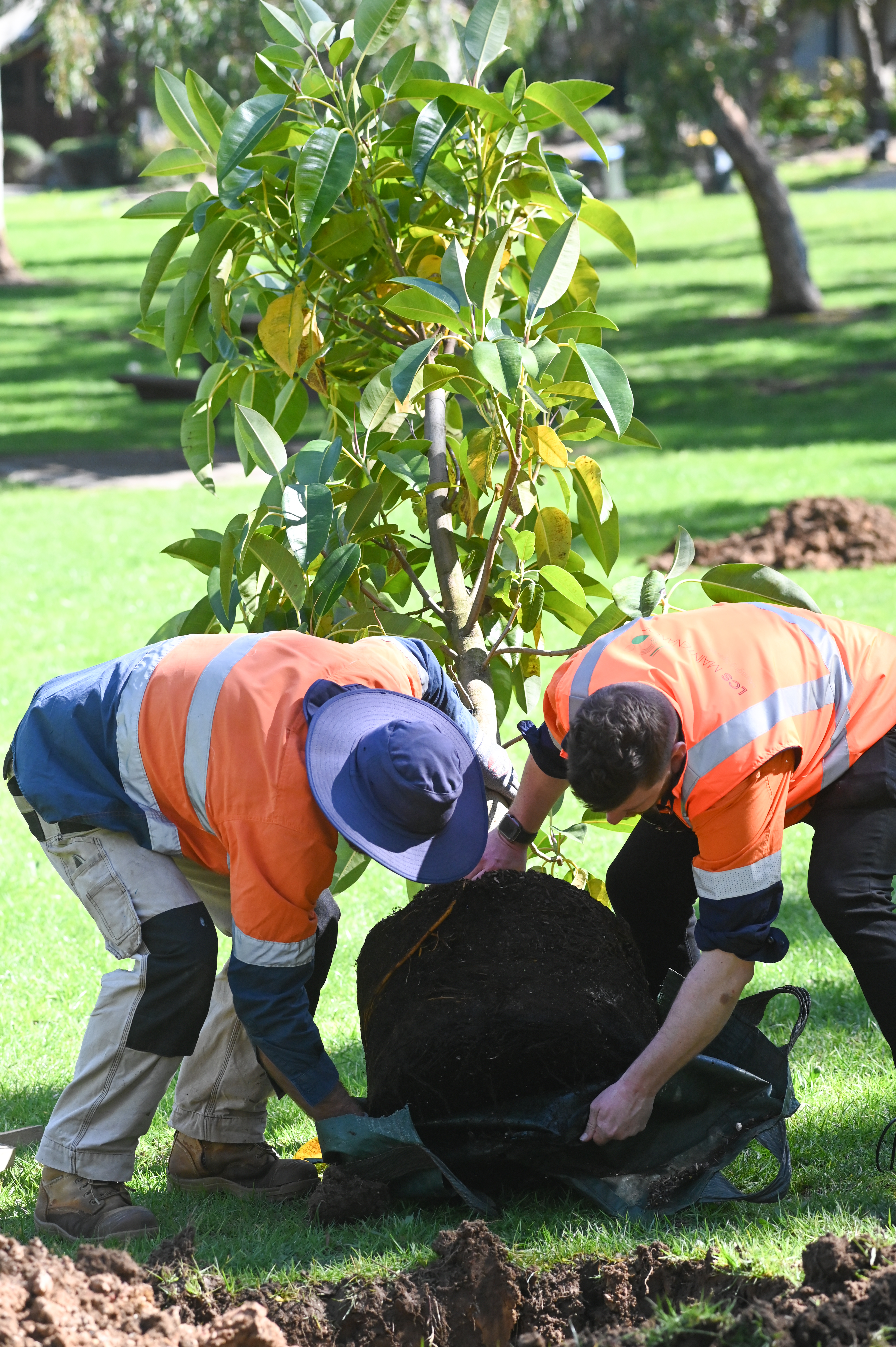 Tree planting