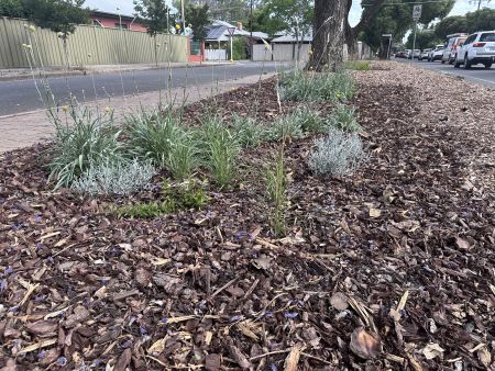 Native Meandering Verge Garden on Winston Avenue