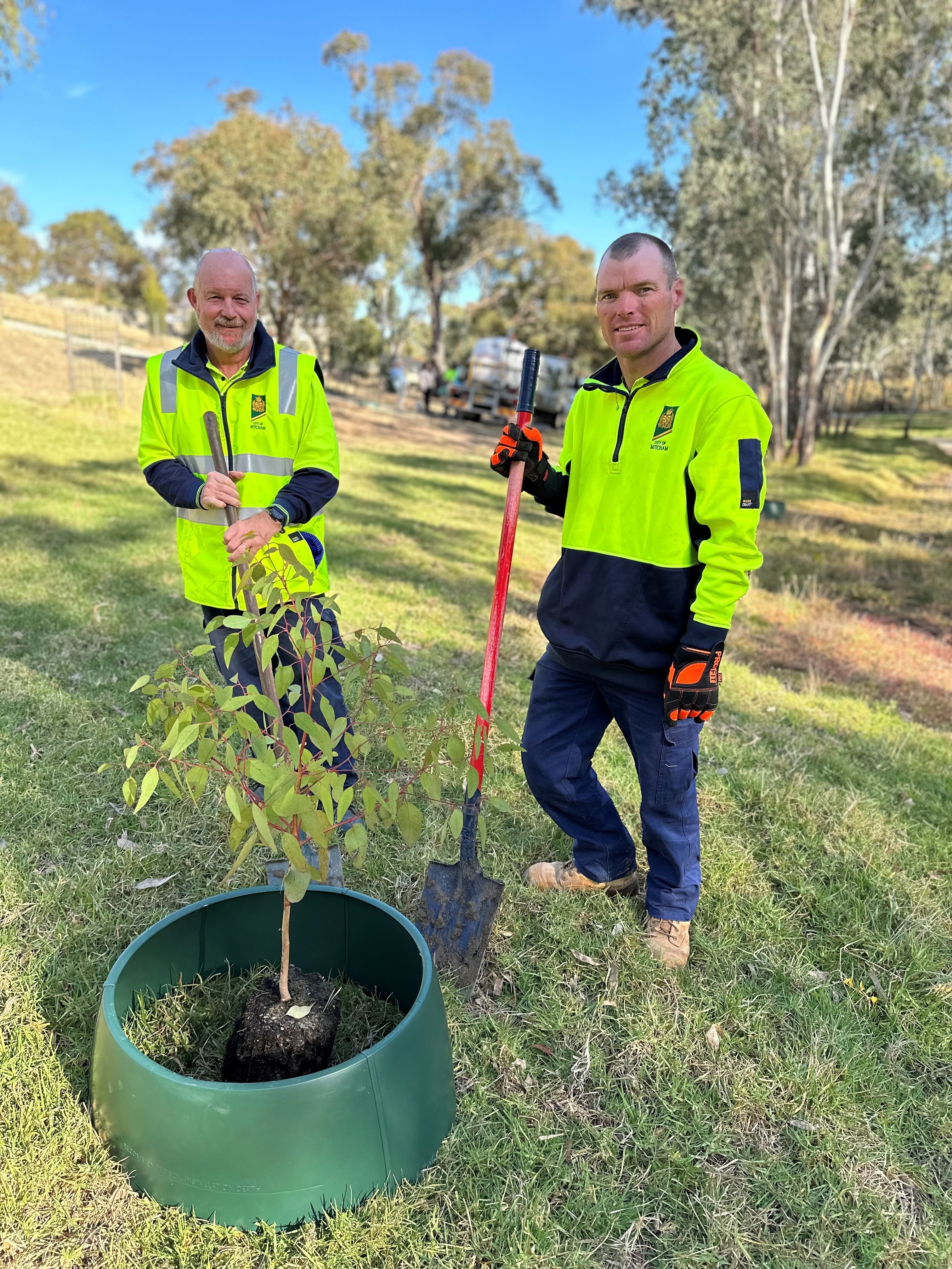 Good news on Mitcham's tree canopy