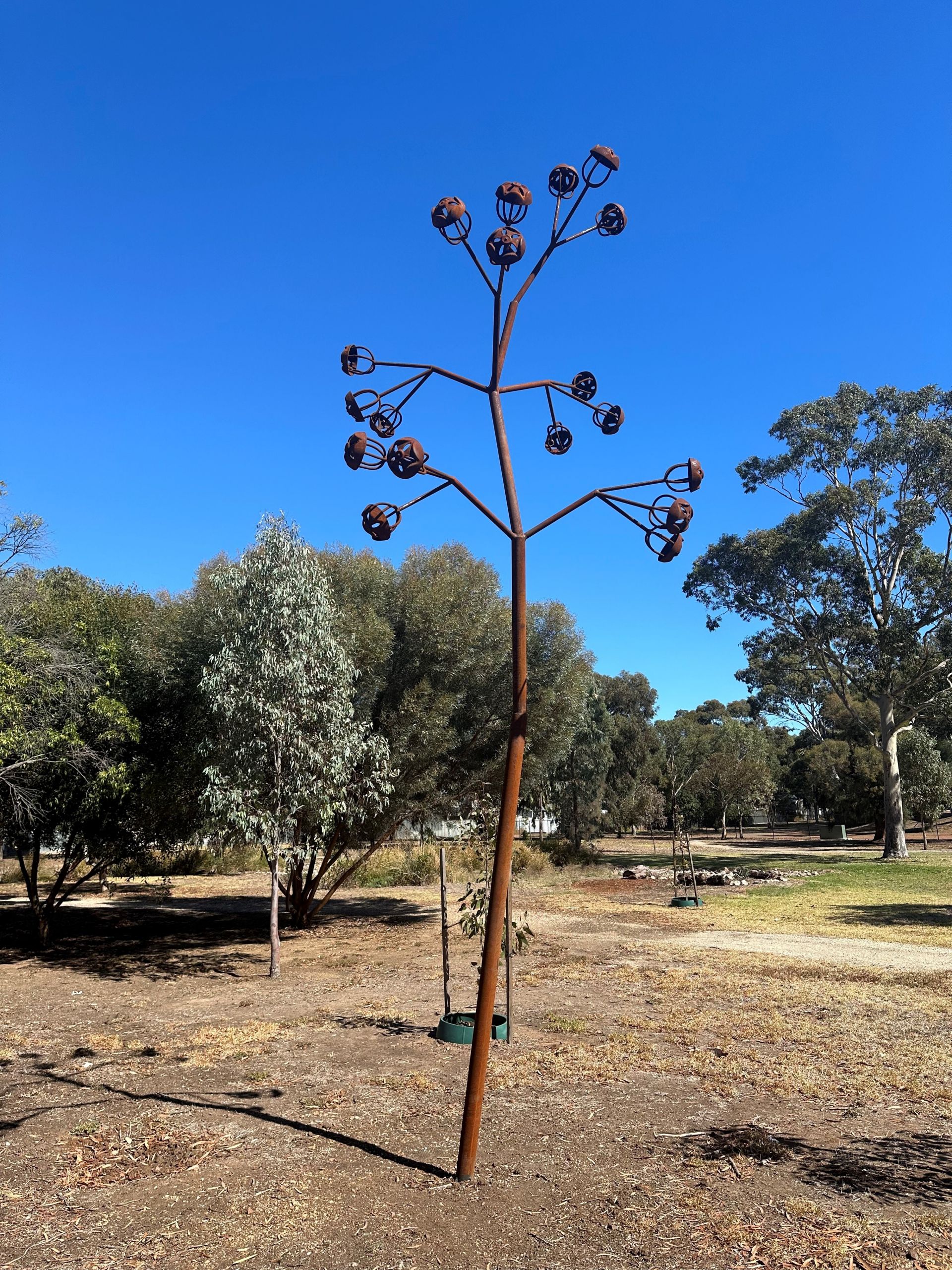 Germinal Operculum Norman Street Reserve