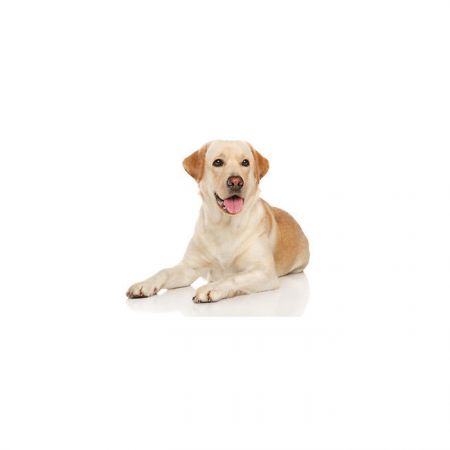 A picture of a sitting dog a golden Labrador